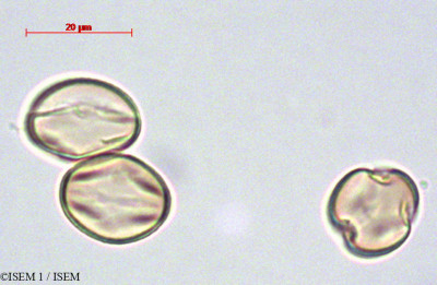 Adenocarpus decorticans - lame n° 29165